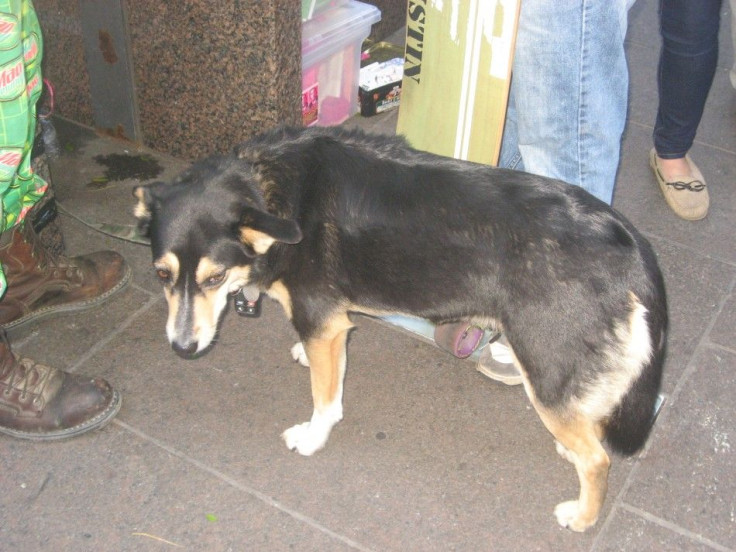 Dog in the Protest