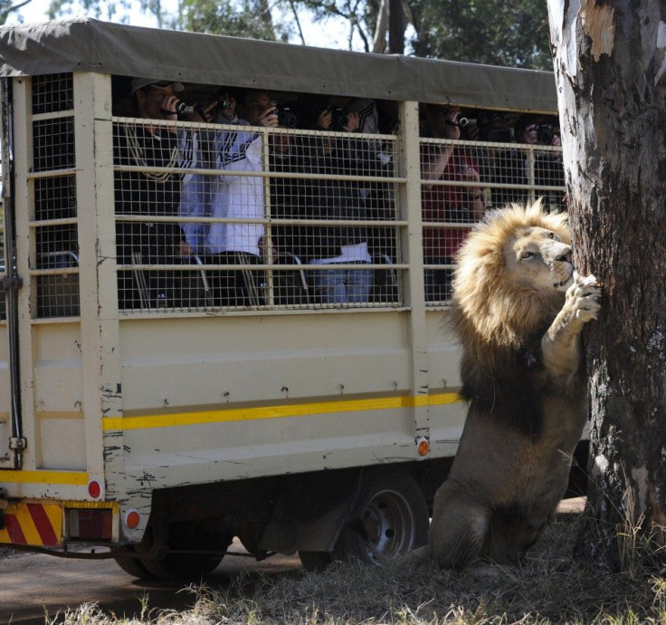 The German national soccer team takes photos of a lion while on safari
