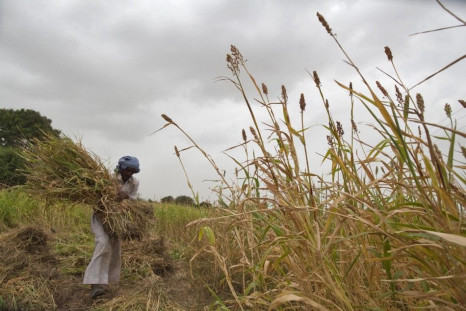 A farmer harvests partially damaged crop due to lack of rain at Sami village in Gujarat