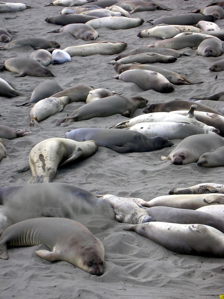 California sea lions