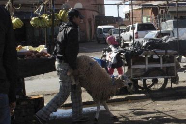 A Moroccan buys a sheep in preparation of Eid al-Adha in Marrakech November 6, 2011.