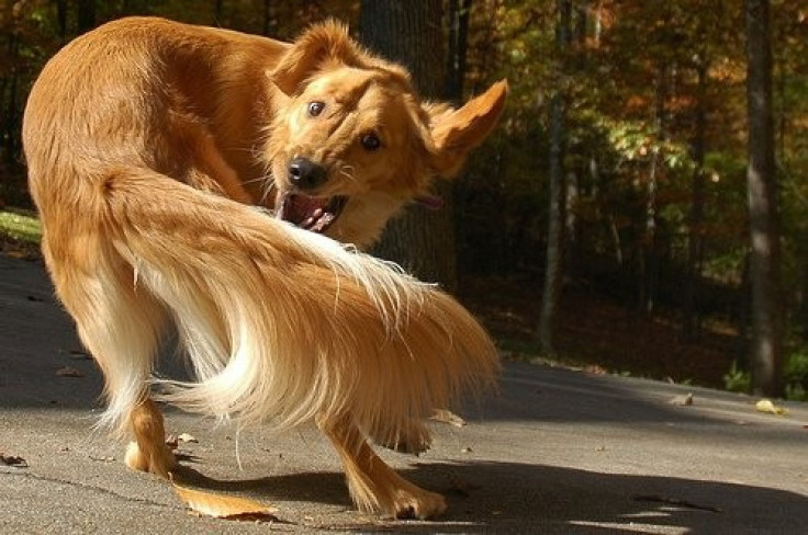 Ever wonder why your dog is chasing its tail? Or exhibiting other bizarre doggie habits like running in circles? It could be that your pup has a canine form of Obsessive Compulsive Disorder (OCD) similar to humans, according to a new study.