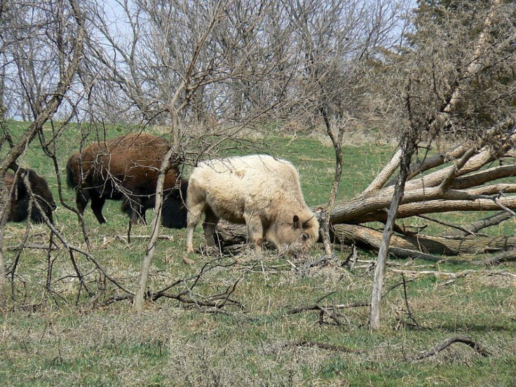 Rare White Buffalo