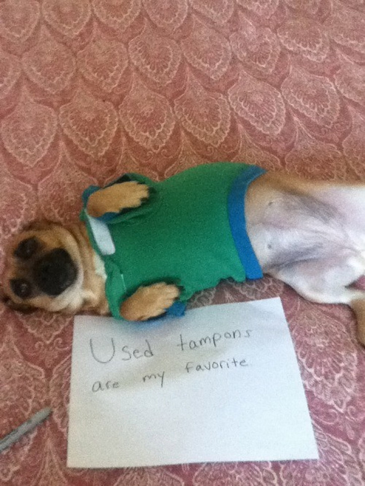 Dog Shaming