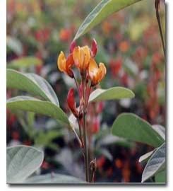 First Non-Industrial Crop Genome Cracked, Pigeonpea