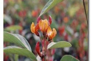 First Non-Industrial Crop Genome Cracked, Pigeonpea