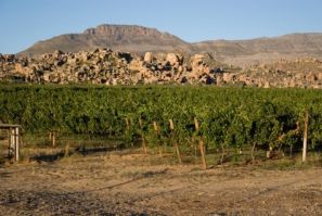 South African vineyard