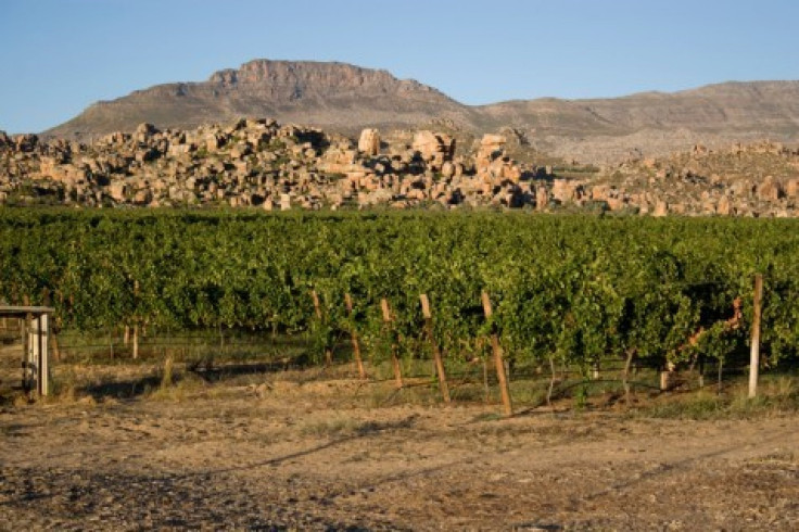 South African vineyard