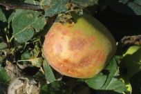 Bruised Washington state apple