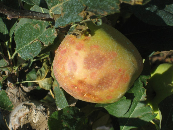 Bruised Washington state apple