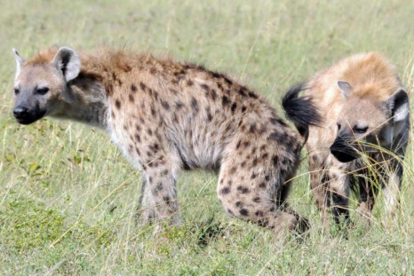 hyena squat