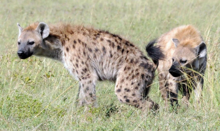 hyena squat