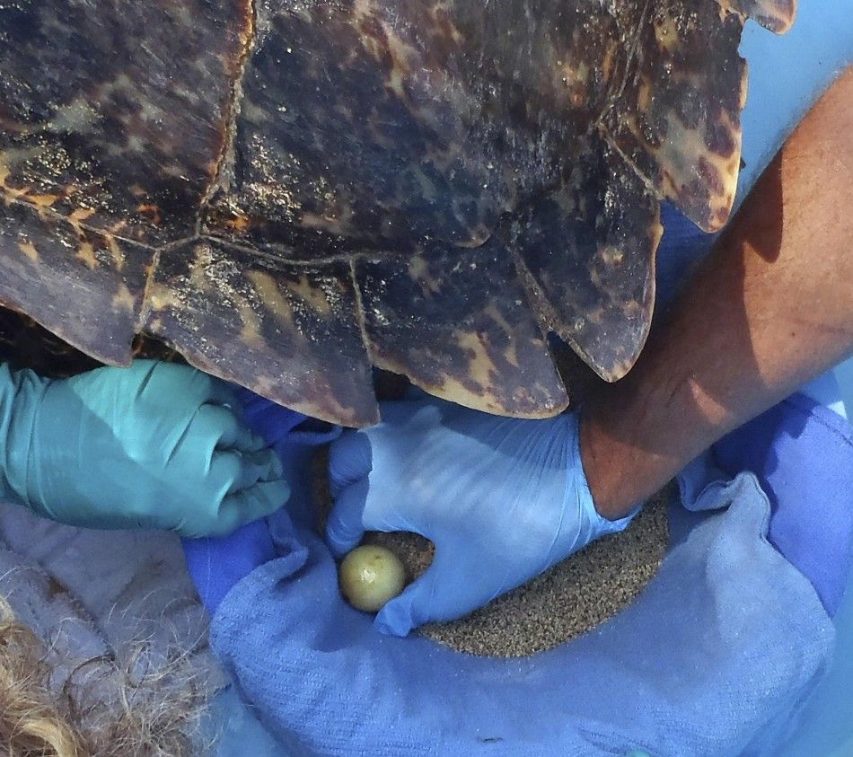 Injured Critically Endangered Hawksbill Sea Turtle Lay Eggs at Hospital