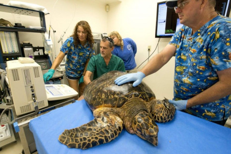 Injured Critically Endangered Hawksbill Sea Turtle Lay Eggs at Hospital