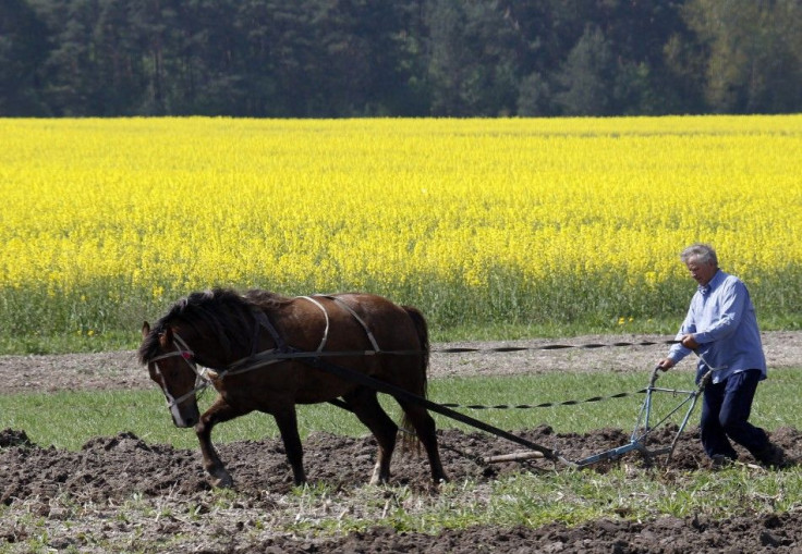 A man and a horse plough up a field