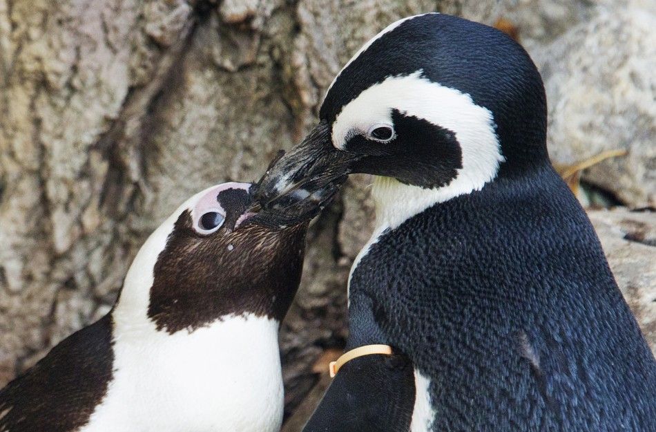 Gay Penguin Couple