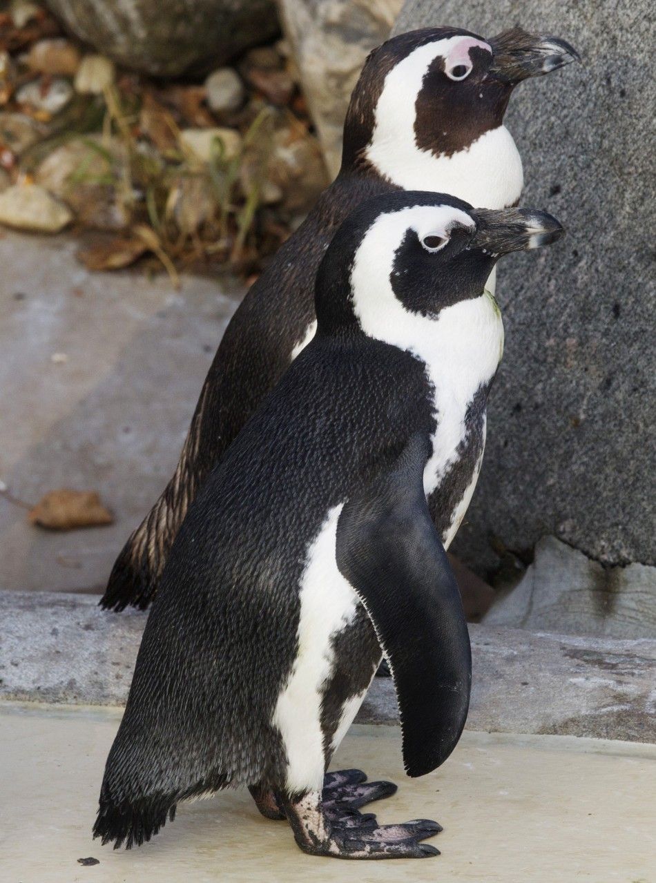 Gay Penguin Couple