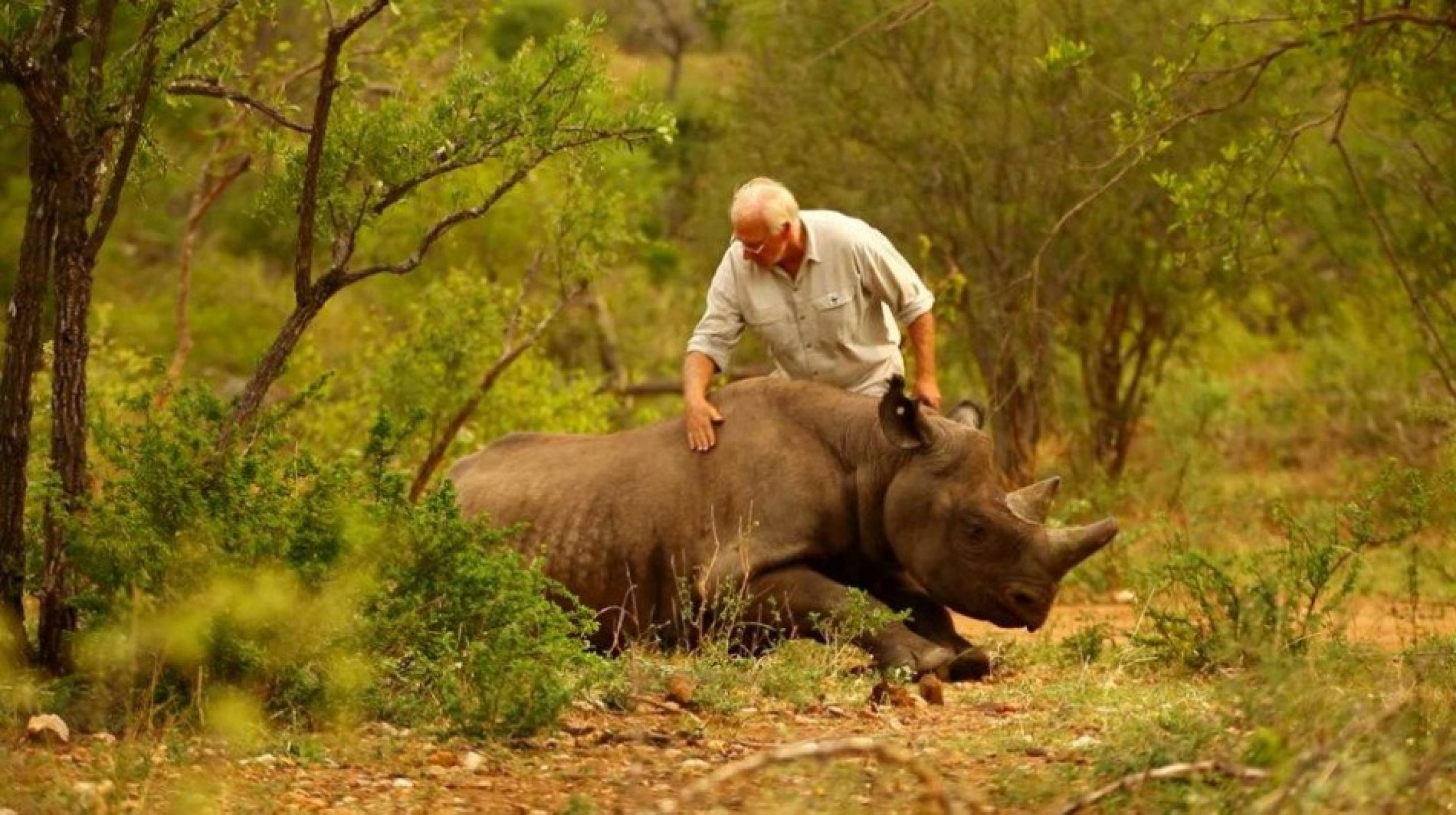 Endangered Black Rhinos