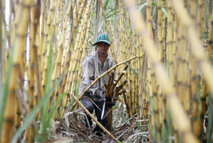 Sugarcane