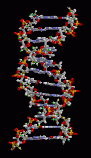 DNA