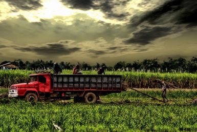 sugar cane workers in central philippines