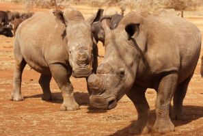 Dehorned Rhinos At South Africa's Kruger National Park