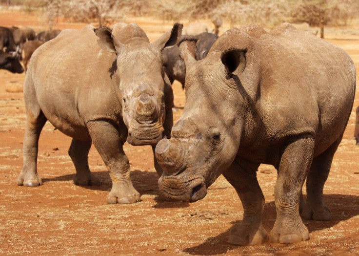 Dehorned Rhinos At South Africa's Kruger National Park