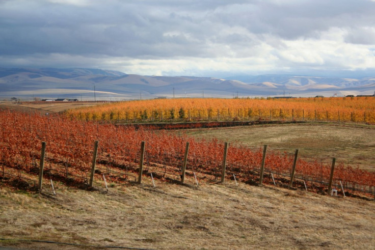 Pepper Bridge Winery