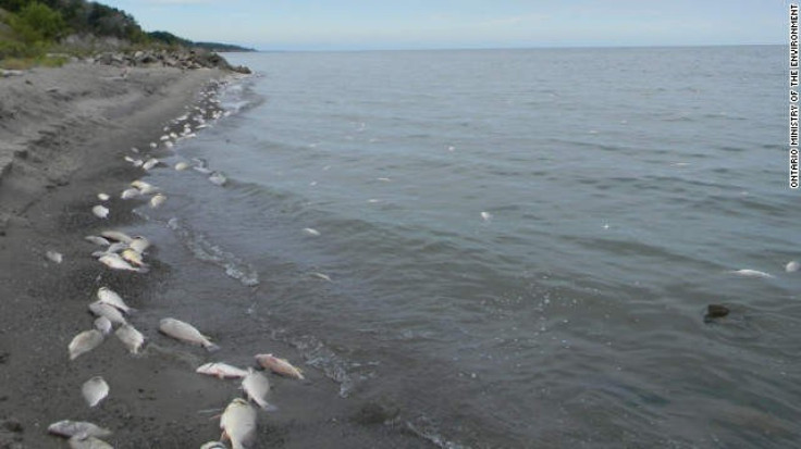 Lake Erie Dead Fish