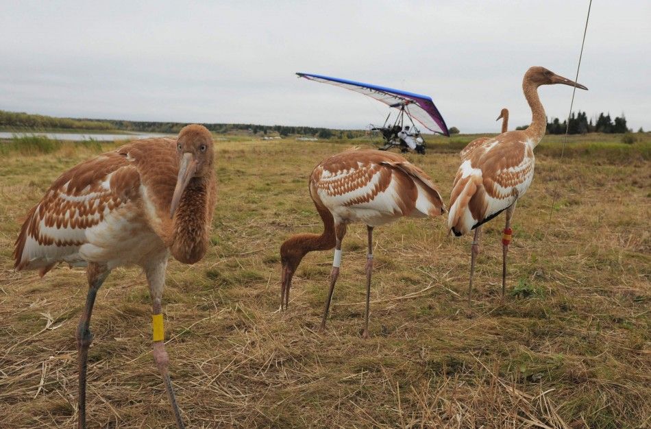 Russian President Putin Leads Endangered Siberian White Cranes as Parent Crane