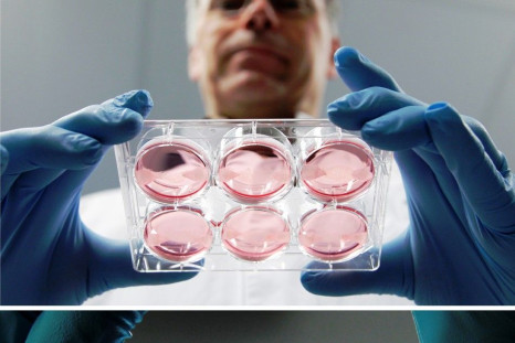 Scientist Mark Post displays samples of in-vitro meat, or cultured meat grown in a laboratory, at the University of Maastricht November 9, 2011.