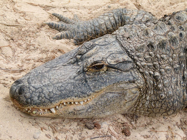 Alligator