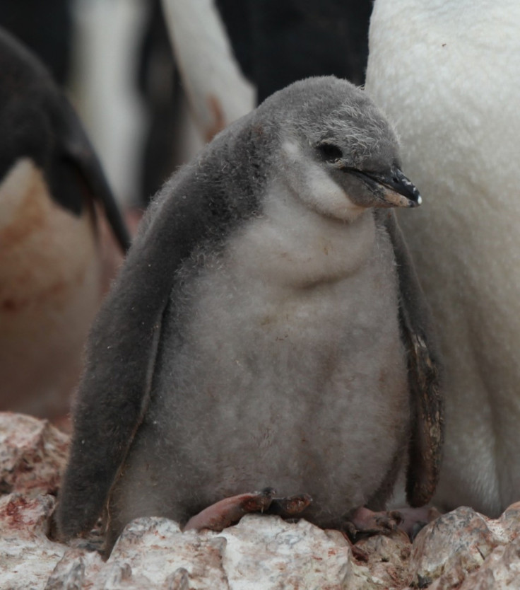 Chinstrap Penguin Chick