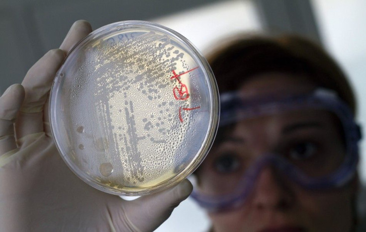 A laboratory worker looks for strains of E.coli bacteria in vegetable cells placed in a petri dish, in La Mojonera.