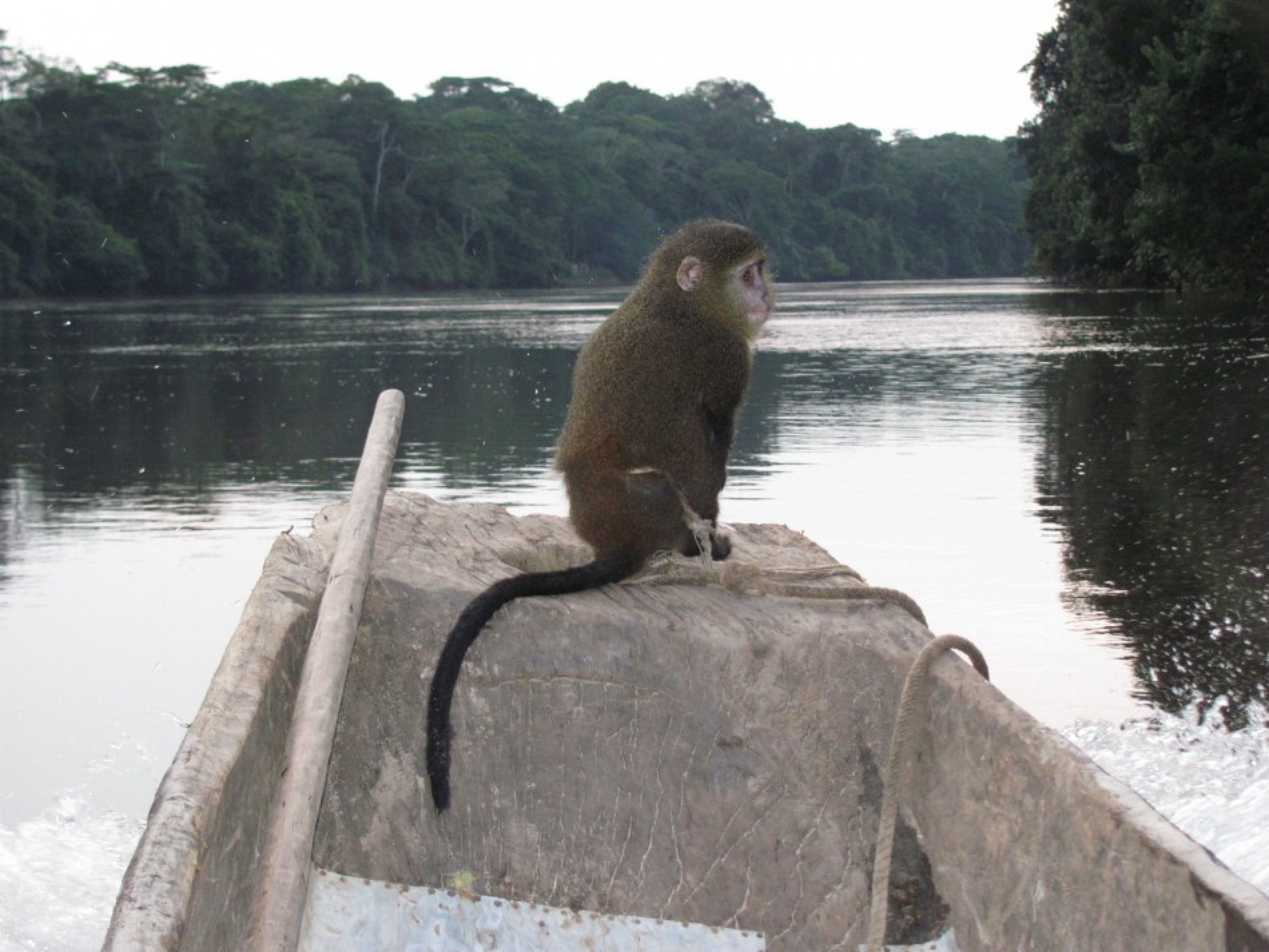 New Species of Monkey With Unusual Coloring and quotHuman Likequot Eyes Found in Congo