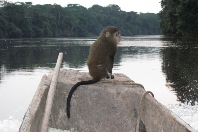 New Species of Monkey With Unusual Coloring and &quot;Human Like&quot; Eyes Found in Congo