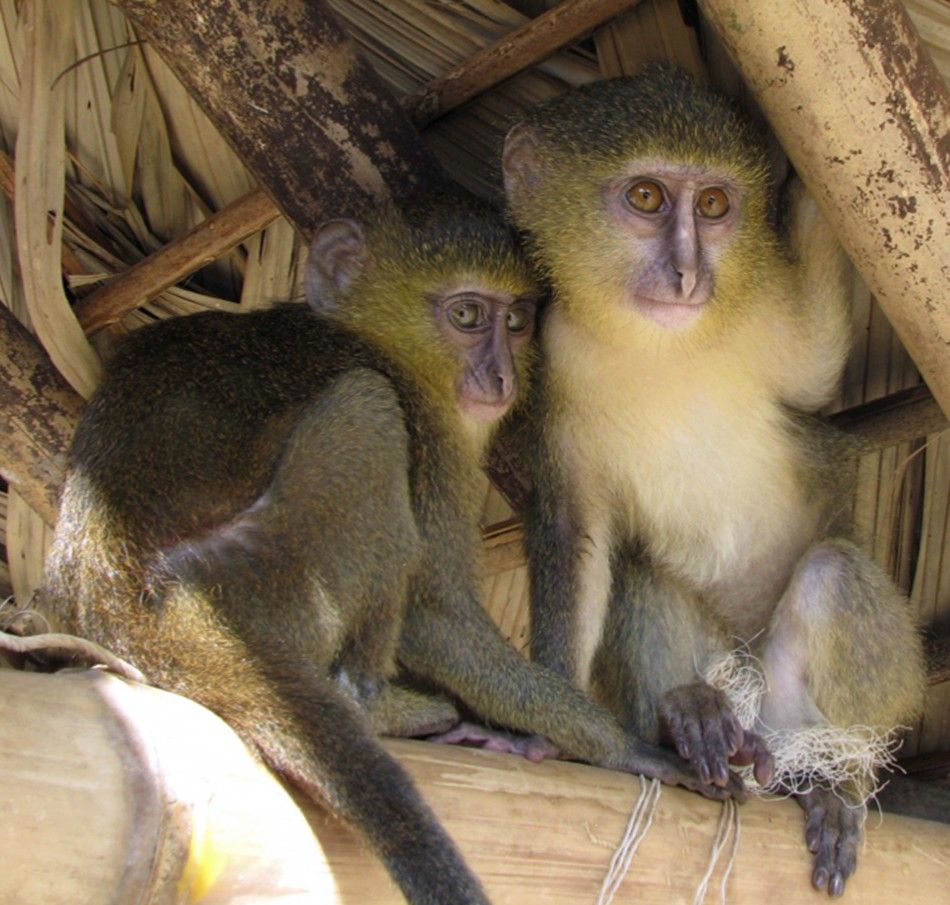 New Species of Monkey With Unusual Coloring and quotHuman Likequot Eyes Found in Congo