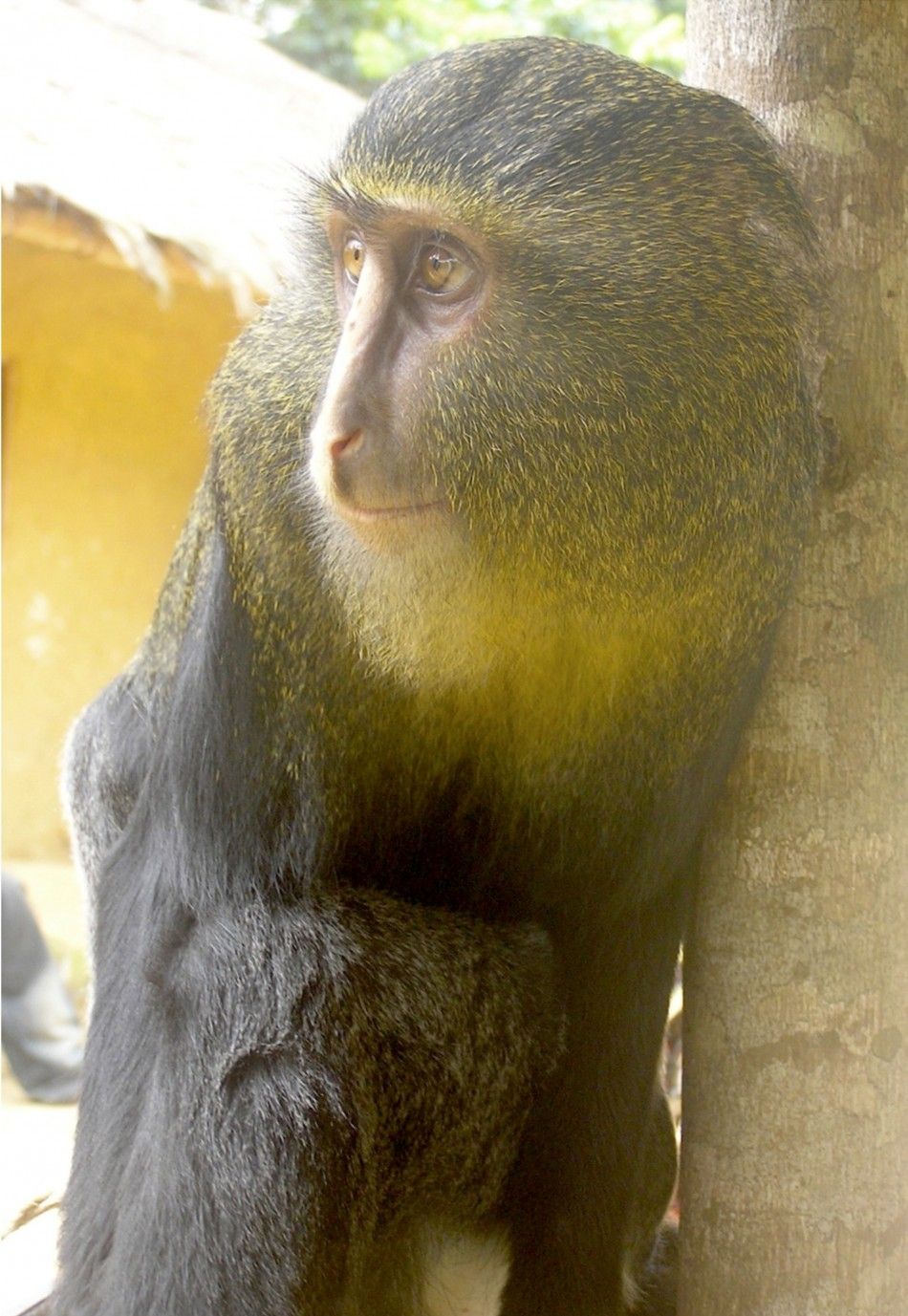 New Species of Monkey With Unusual Coloring and quotHuman Likequot Eyes Found in Congo
