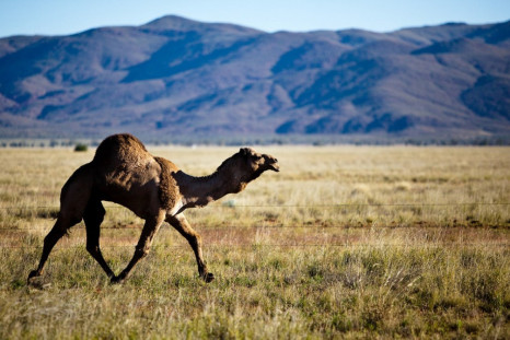 Aussie camels