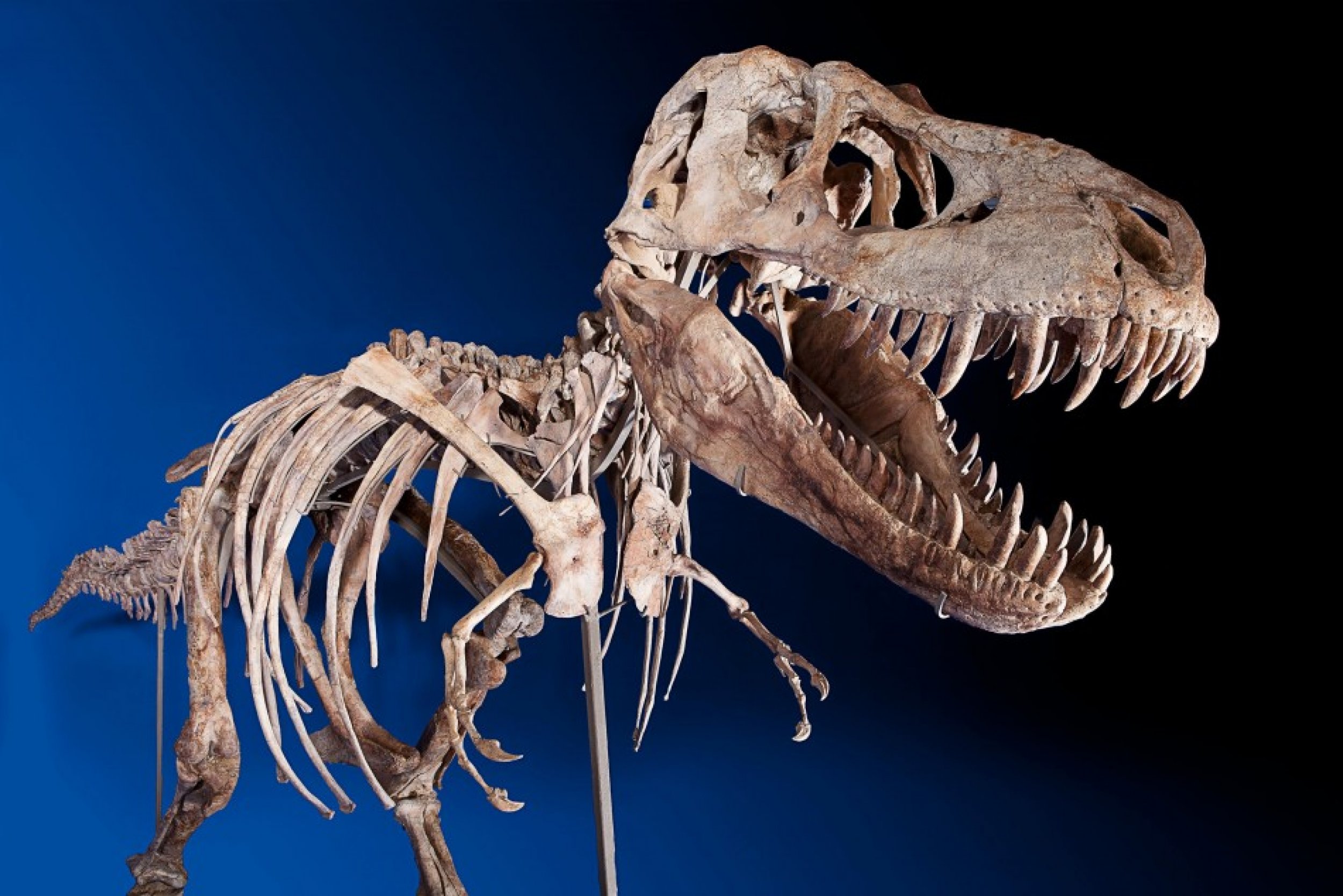 Скелет динозавров фото