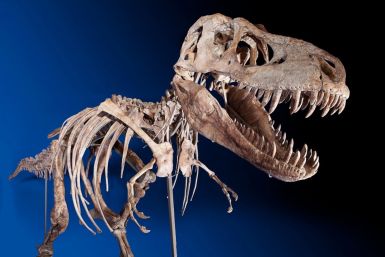 Skeleton of Tyrannosaurus Bataar Dinosaur