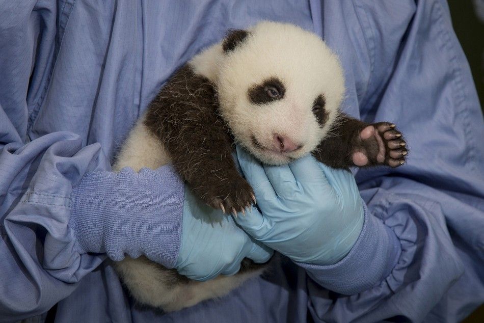 Cute Overload: Panda Cub Born At National Zoo Crashes Panda Cam [VIDEO