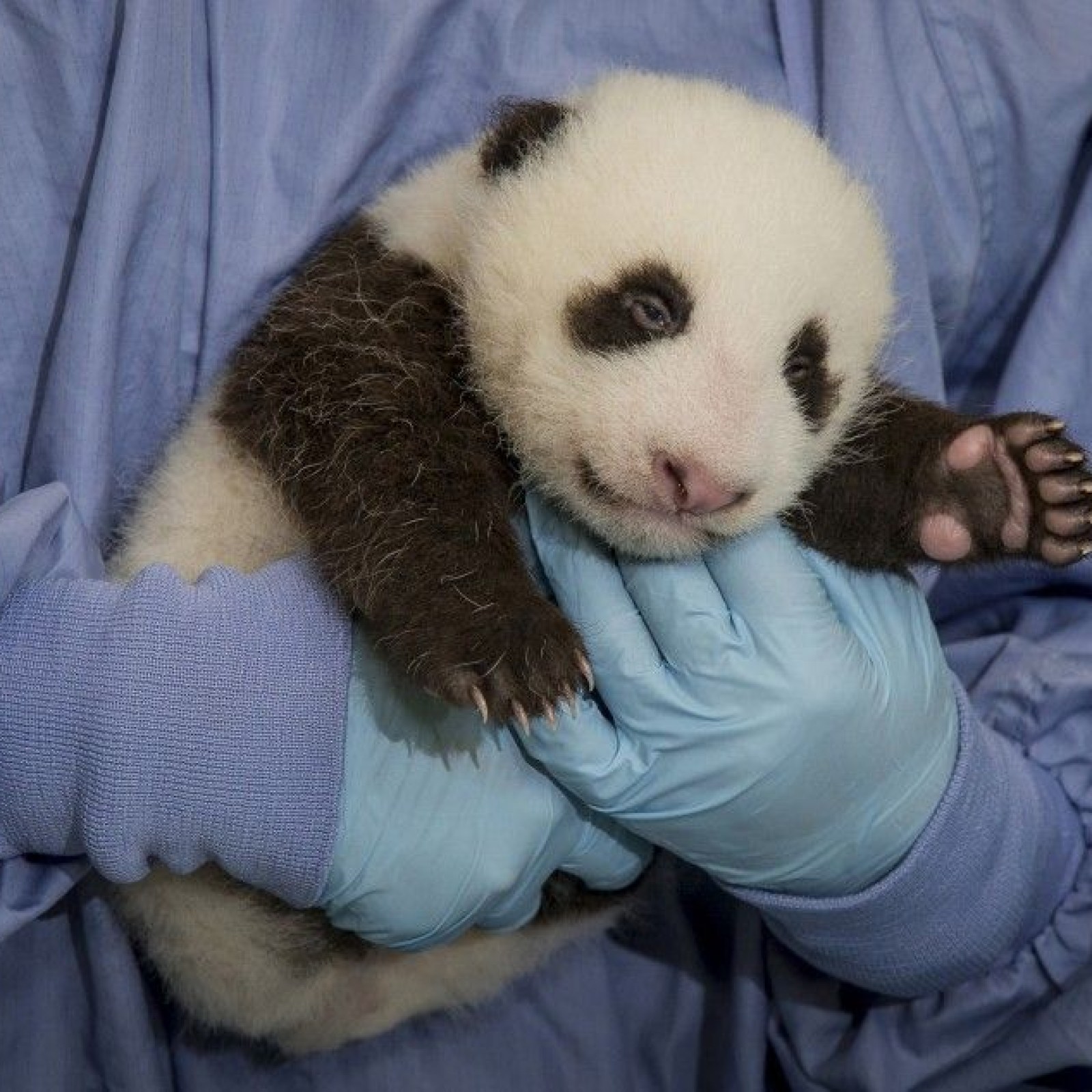 Cute Overload: Panda Cub Born At National Zoo Crashes Panda Cam [VIDEO]