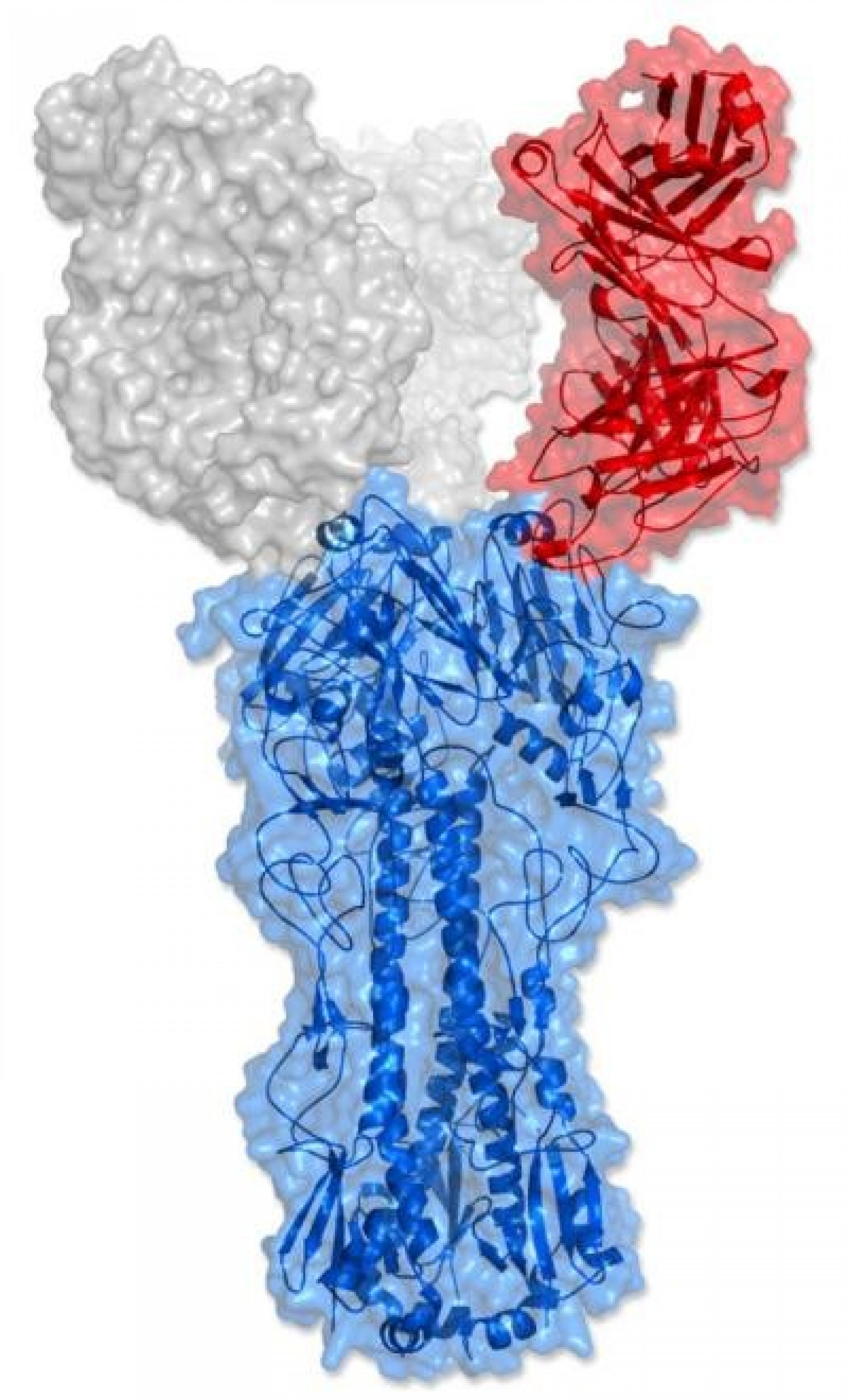 Antibody Targets Multiple Flu Strains With Long Protein Fingers IBTimes