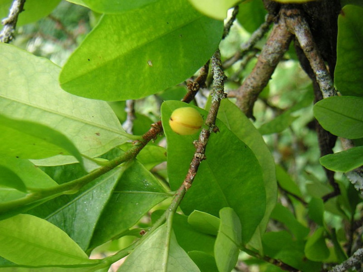 Coca Leaf