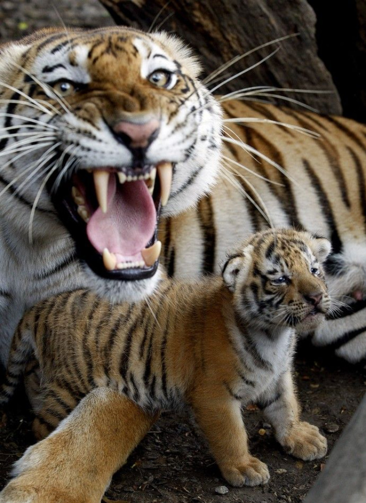 A tigress lays beside a cub she gave birth to in captivity, at the Villa Lorena animal refuge center in Cali. The refuge takes in injured and abandoned animals from circuses.