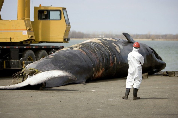 Fin Whale