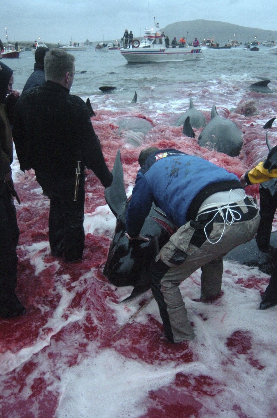 Whale Slaughter in Faroe Islands
