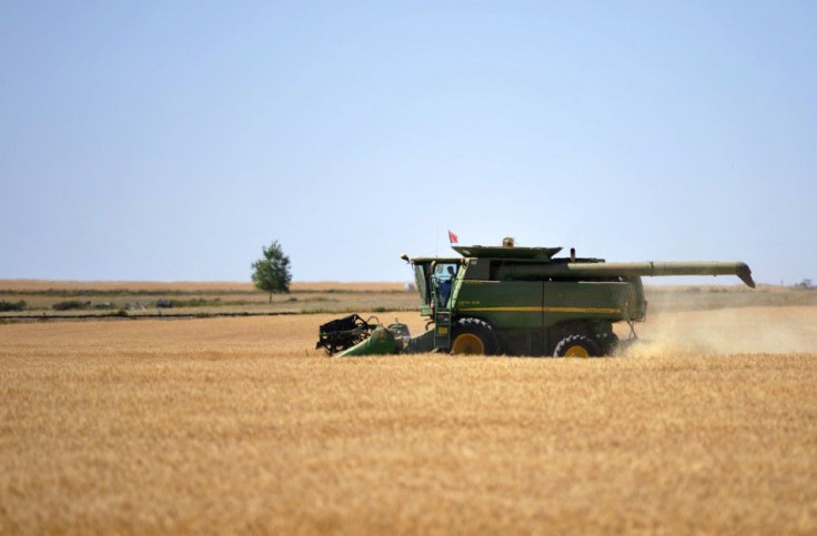 A farmer harvests his wheat crop on the Canadian prairies near Taber.