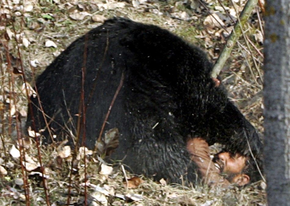 Deadly Bear Mauls Alaskan Teens, Plus 20 Horrific Animal Attacks Photos